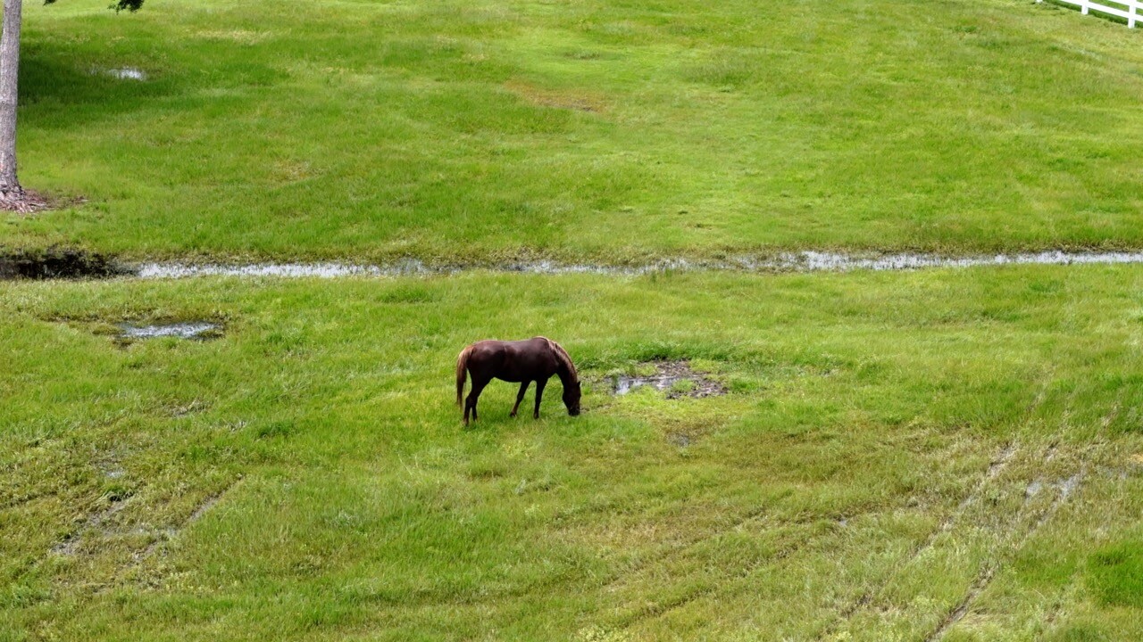 One of Michelle Sullivan's horses enjoying a much drier pasture on Friday.
