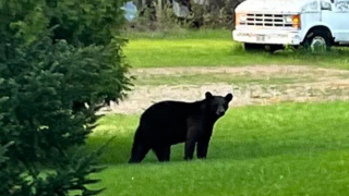 Bear in backyard