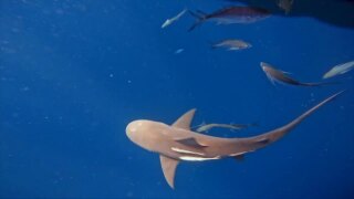Sharks