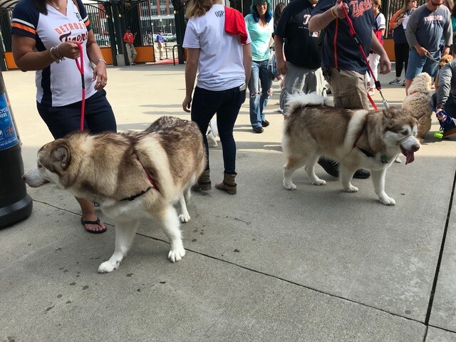 Tigers host first Bark at the Park night of 2018 season