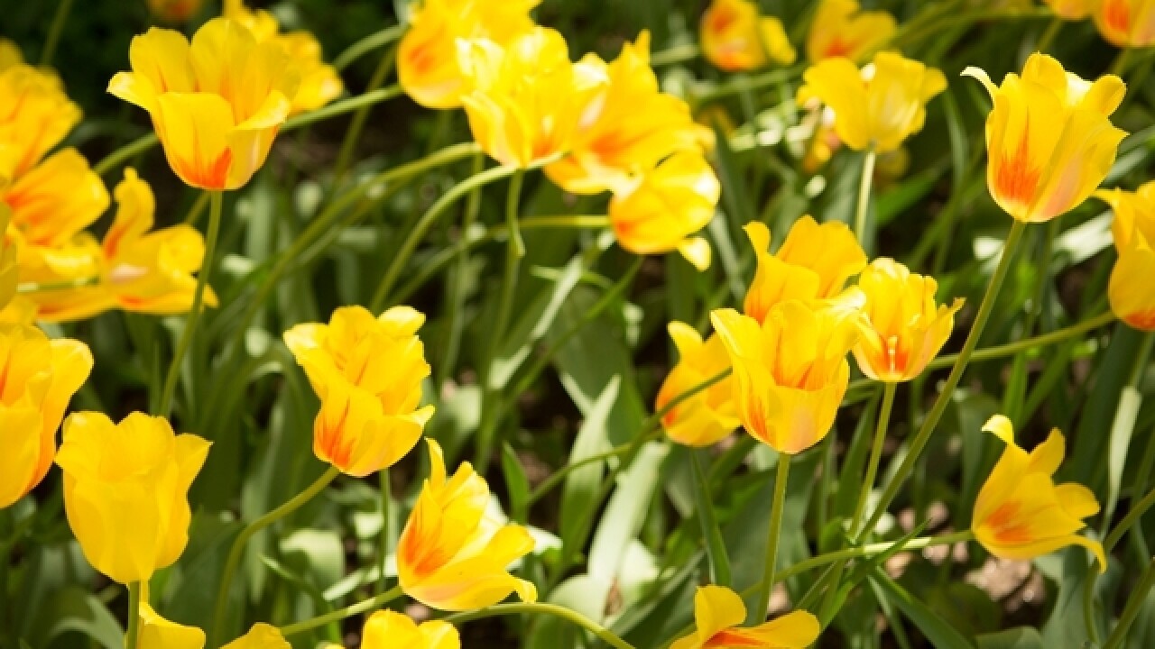 Best Places To See Spring Wildflowers In Arizona According To Aaa