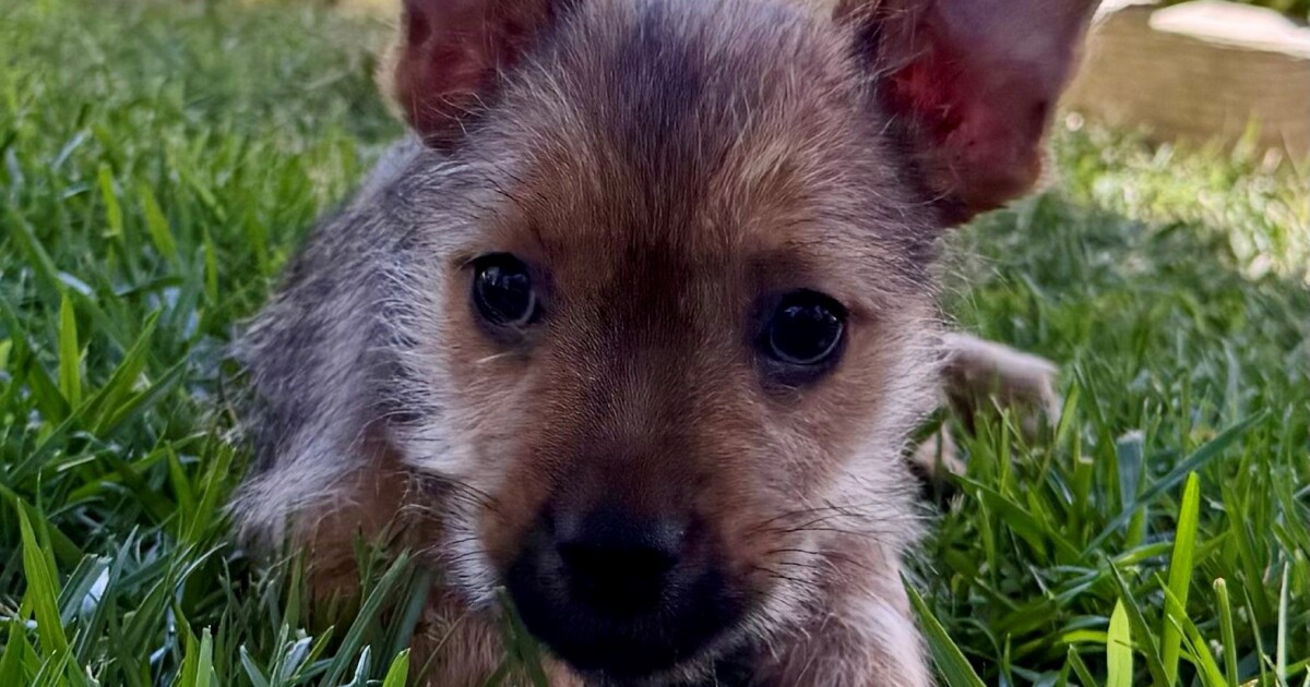 Pet of the Week: Oscar