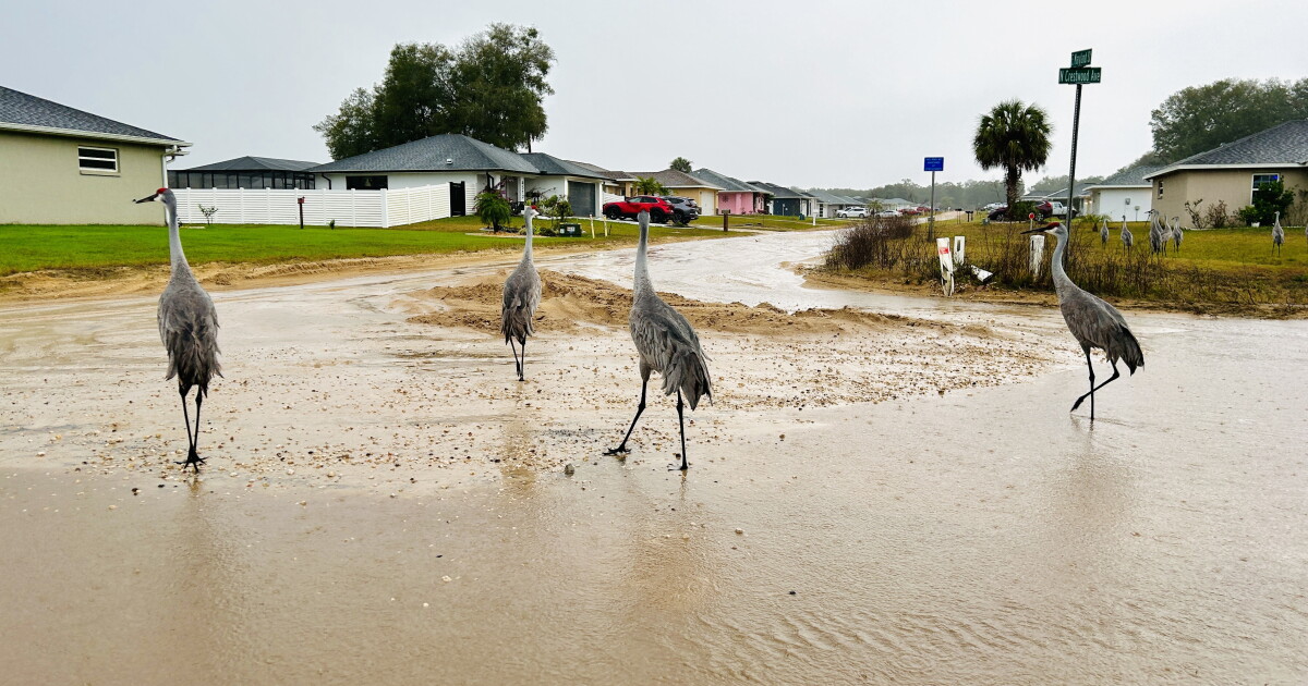 Citrus County wants Florida AG to investigate neighborhood's mess - Vimarsana News