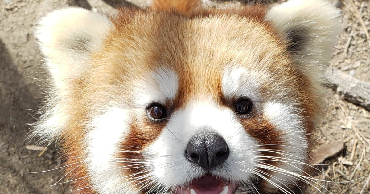 ZooMontana's Red Panda (reluctantly) agrees to predict Super Bowl winner - Vimarsana News