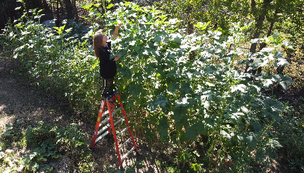 Claremore woman growing massive okra plant