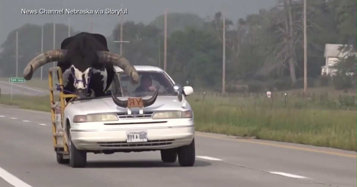 WATCH: huge bull riding 'shotgun' in a car - Vimarsana News