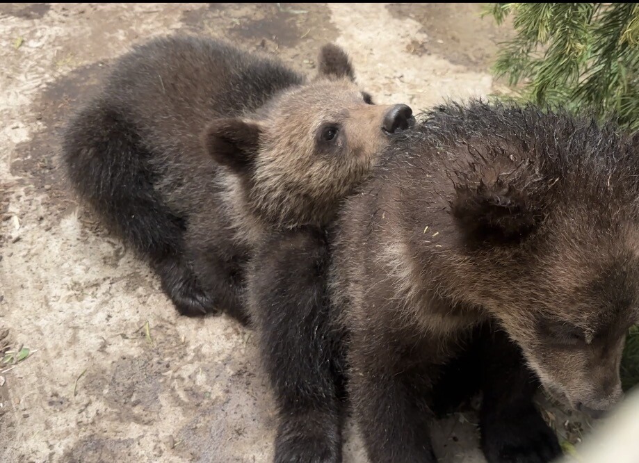 Cheyenne Mountain Zoo bear cubs 