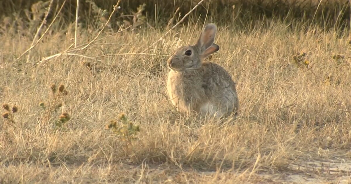 Feral rabbits test positive for Rabbit Hemorrhagic Disease Virus 2 in Billings