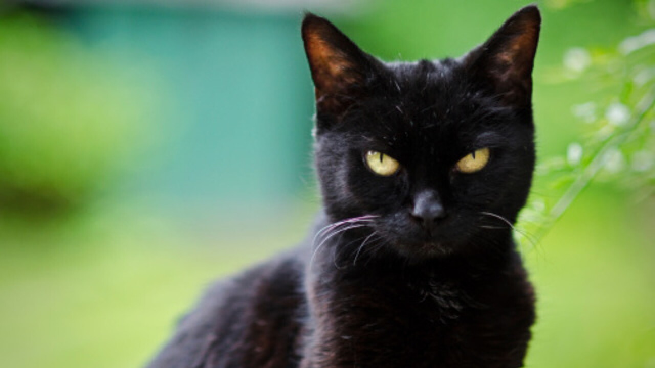 VOTE NOW: Which superstitions do you avoid?