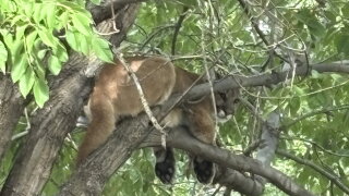 Mountain lion in tree