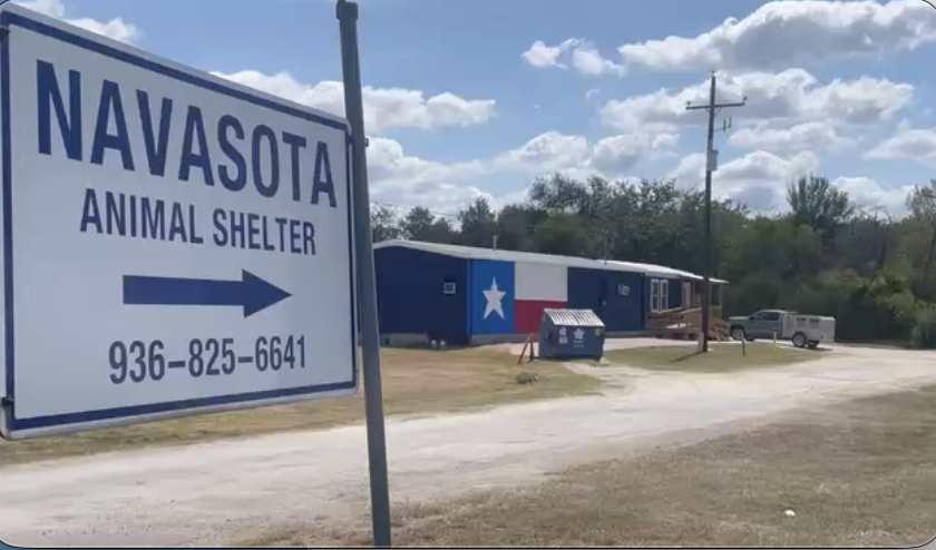 Navasota Animal Shelter reopens with new building, expanded capacity and no-kill designation