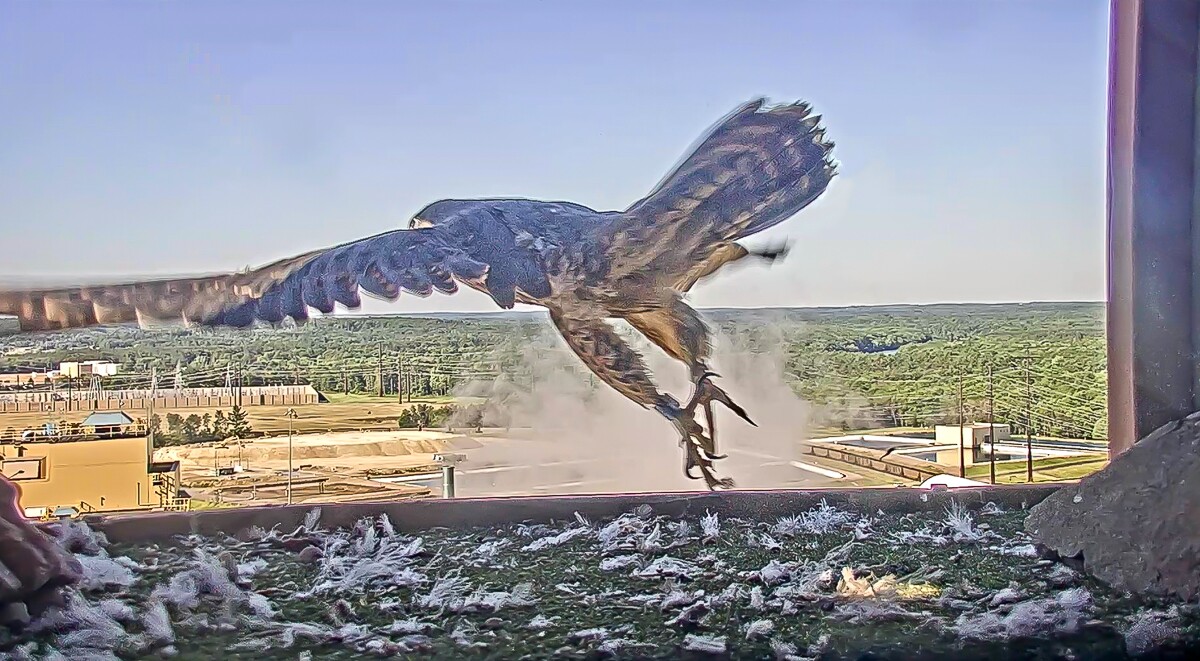 Siren fledges from Weston nest box