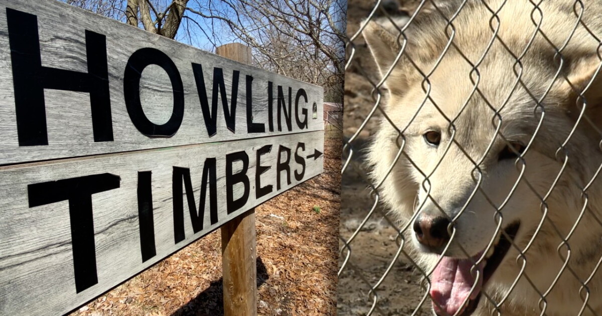 Owner of Muskegon wolf dog sanctuary pleads no contest in licensing dispute - Vimarsana News