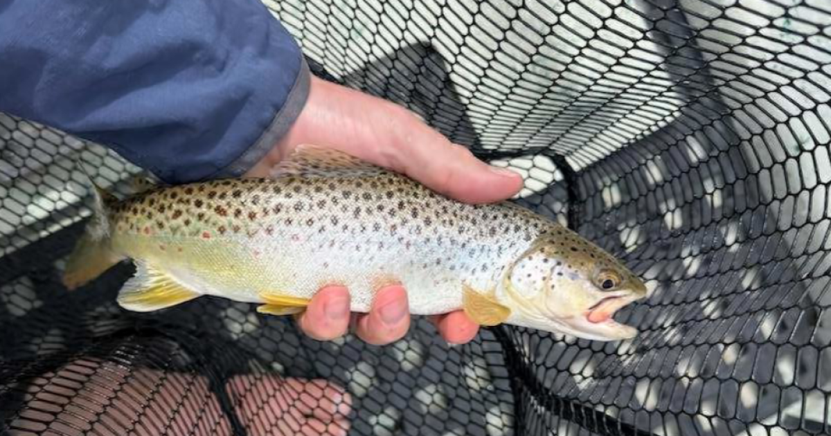 Non-native brown trout detected in Flathead River, FWP responds