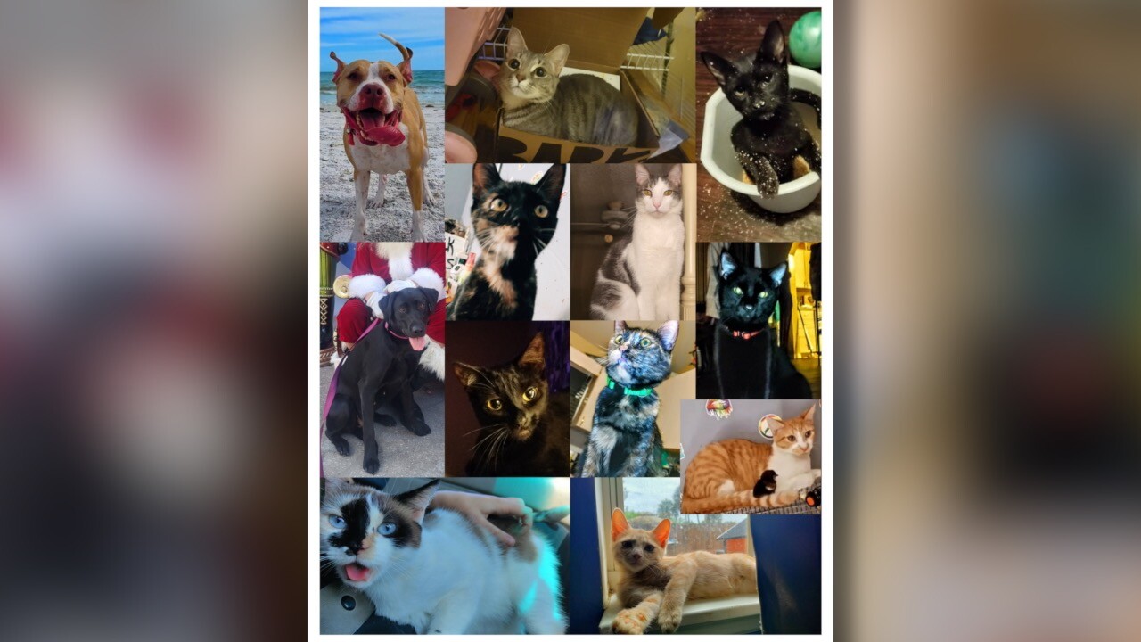 Most of the pets killed in the house fire
