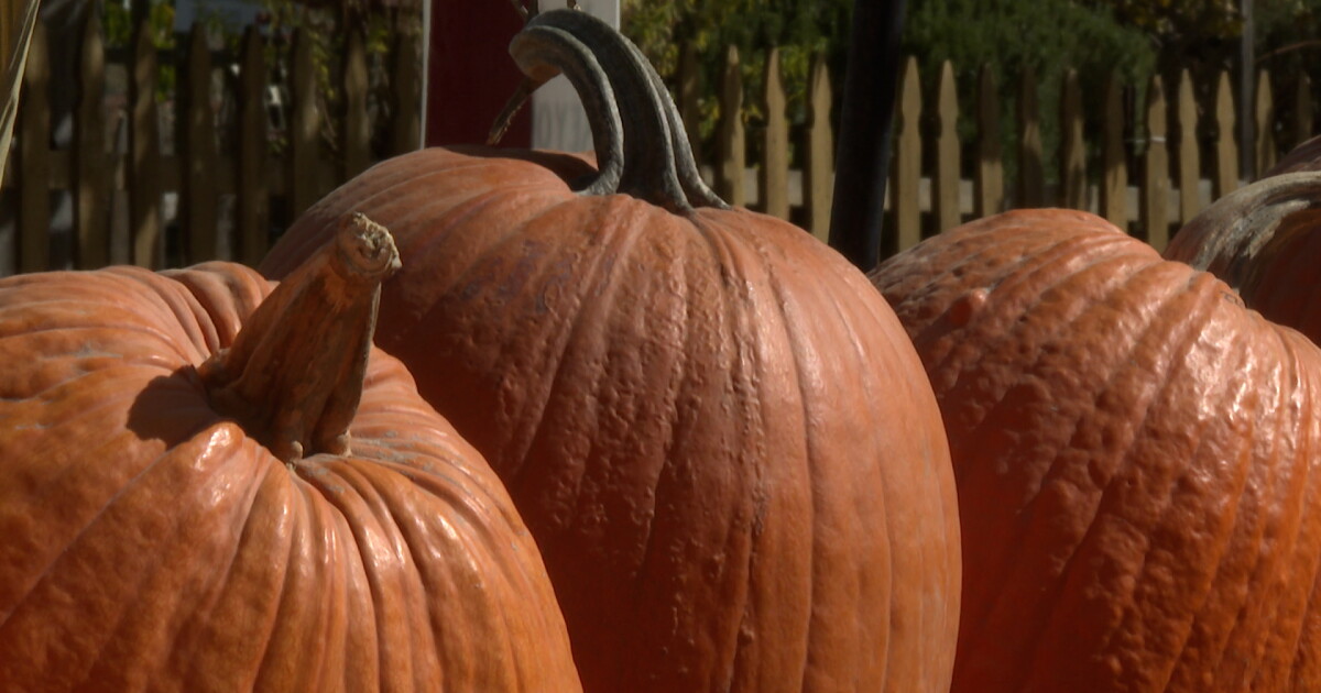 Where do the leftover pumpkins go? - Vimarsana News