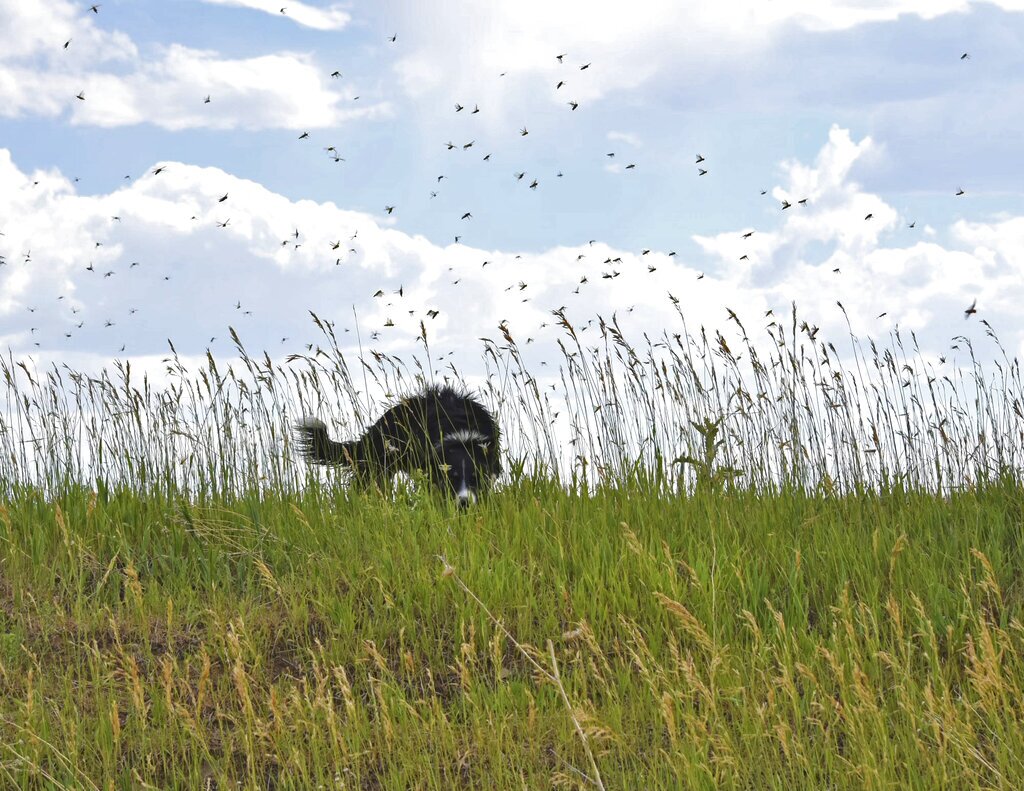 Destructive Grasshoppers