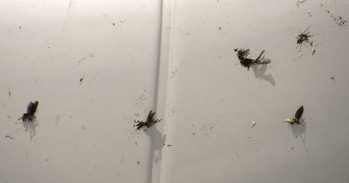 Love Bugs Are Invading Florida This Cleaning Hack Will Keep Their