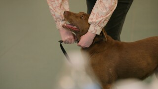 Five Valley Kennel