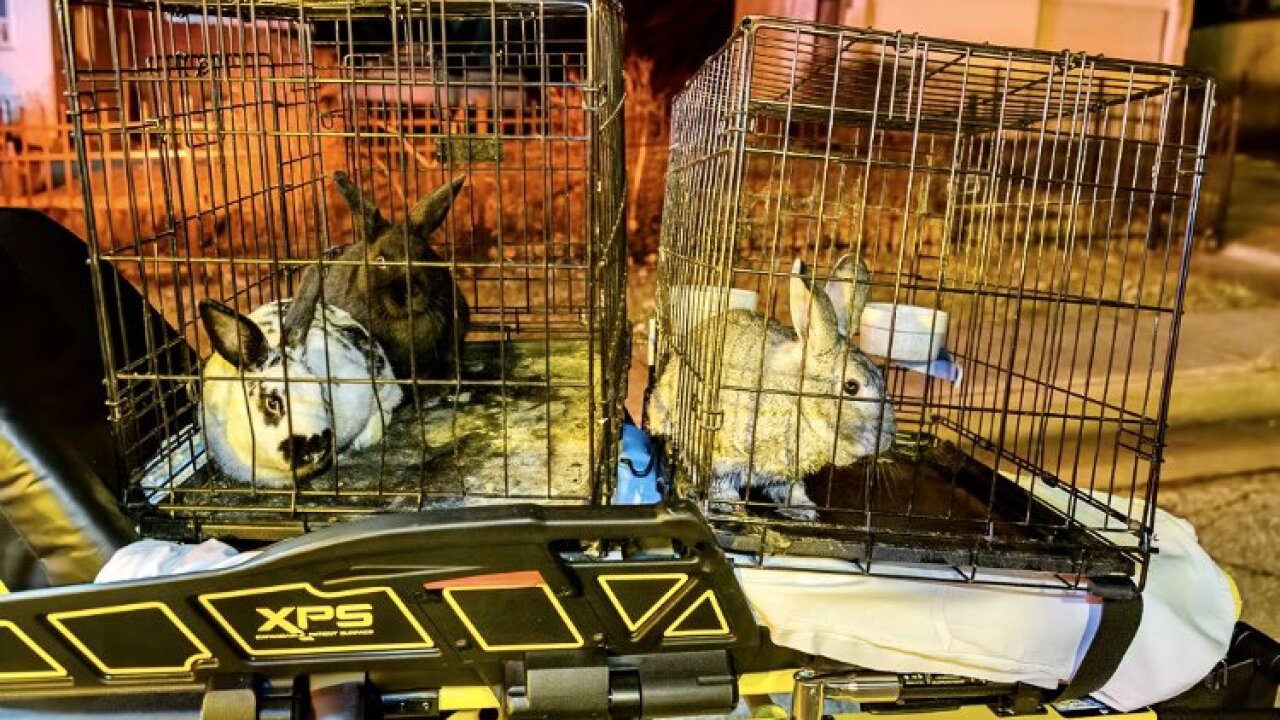 Rescued Bunnys.jfif