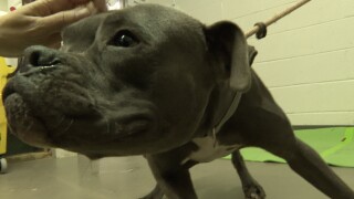 SHELTER DOG.jpg