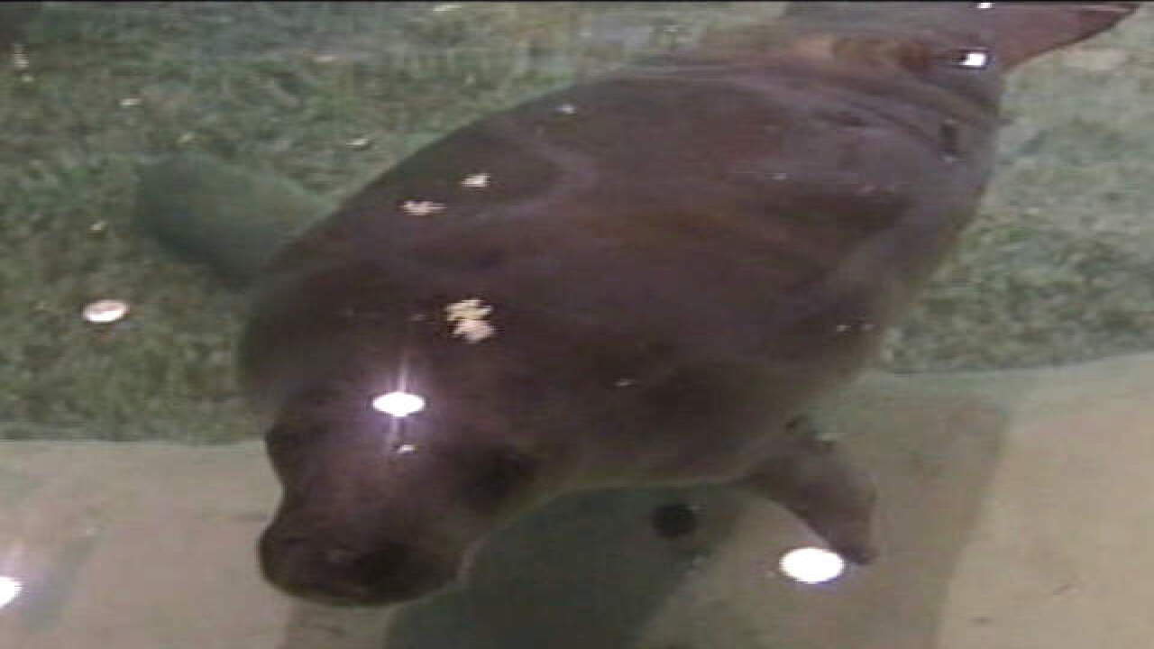 Petition proposes Confederate monument be replaced with statue of Snooty the manatee