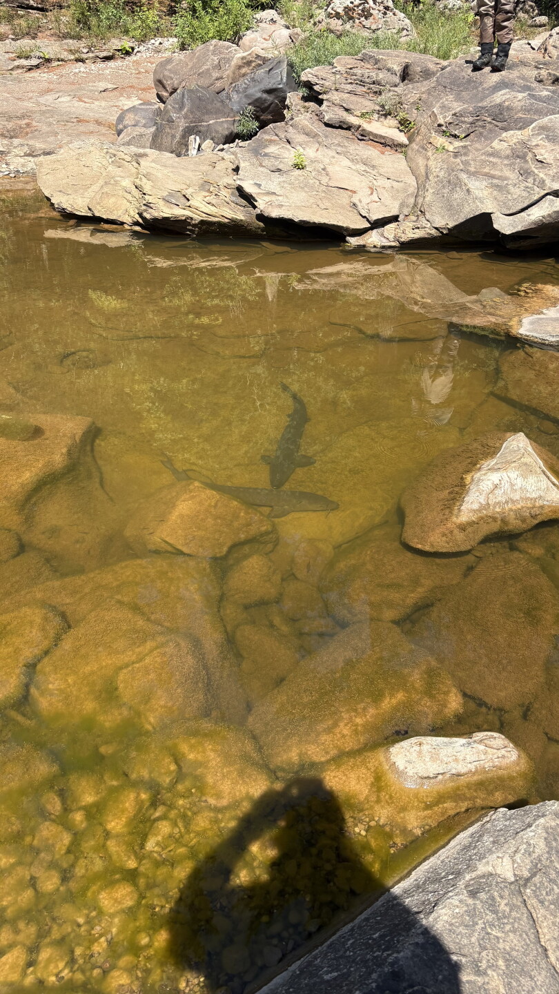 Two sturgeon stranded