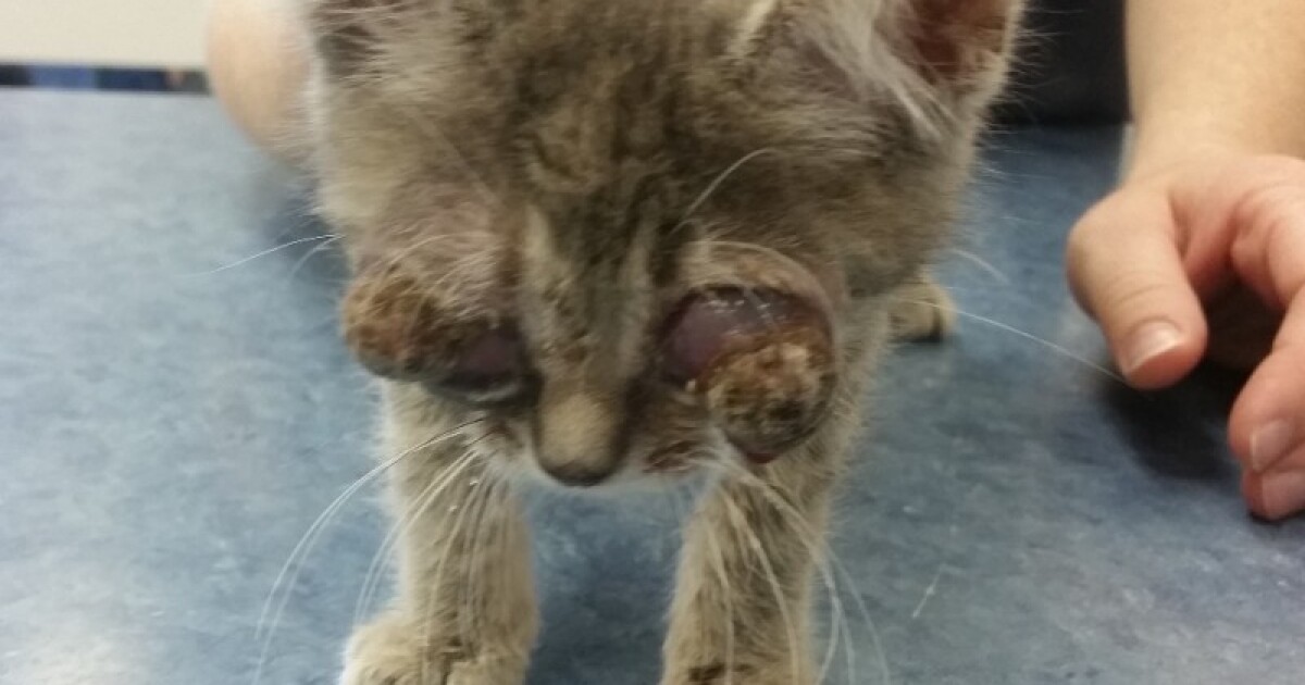 Kitten With Eyes Ready To Pop Veterinarians Intervene