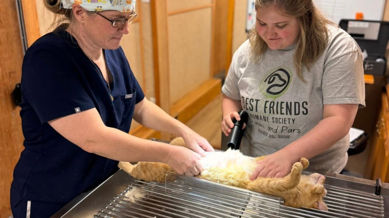 A new mobile veterinary clinic is partnering with All Saints TNR to bring affordable spay and neuter services directly to Thomas County, helping tackle the growing stray cat population.