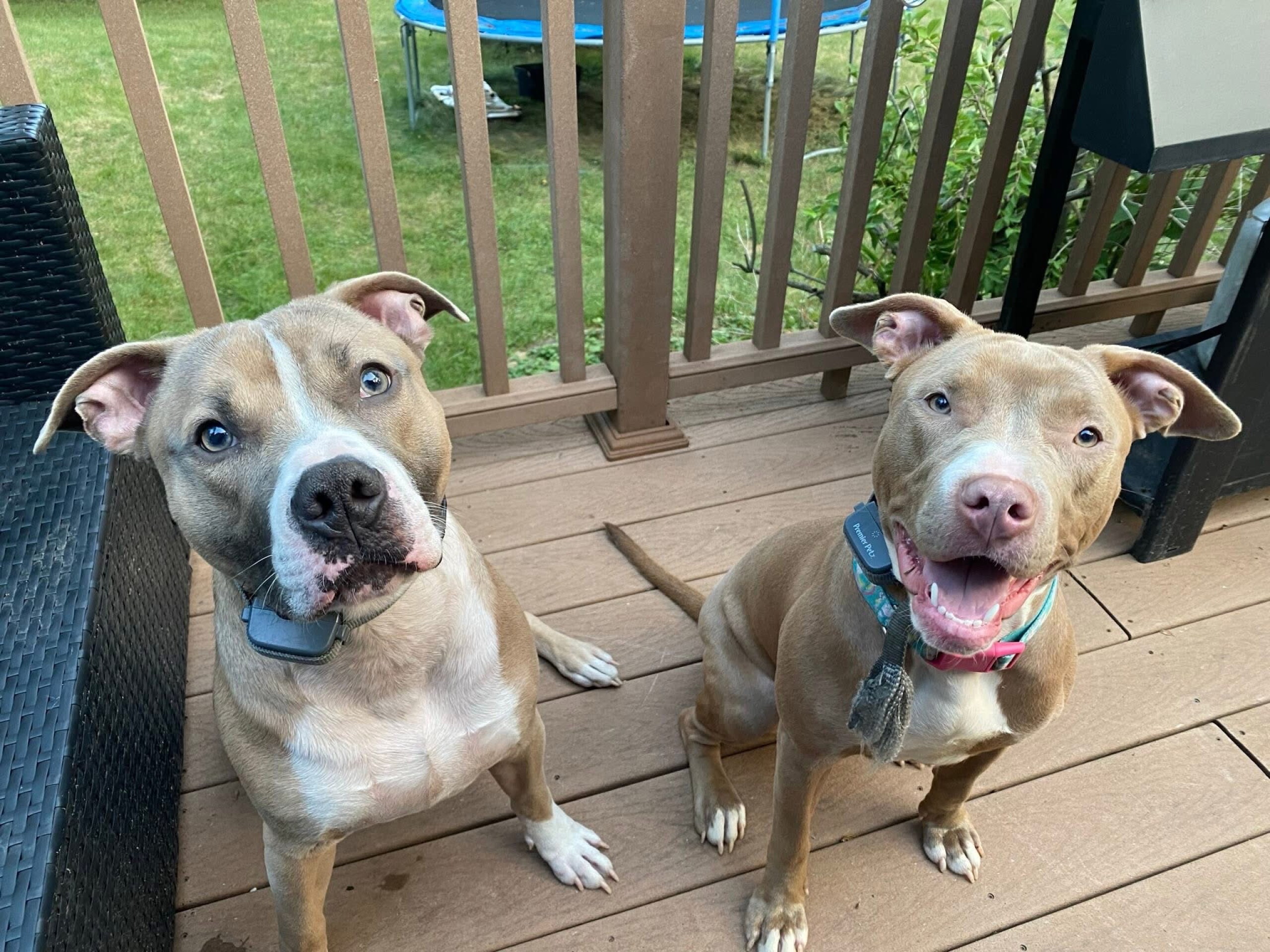 Family speaks out after 2 dogs found dead inside Town of East Troy home