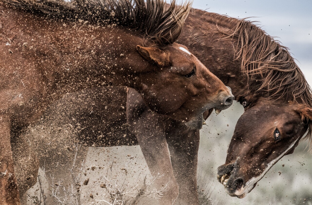 Mustangs fighting in Sand Wash Basin_November_Scott Wilson.jpg