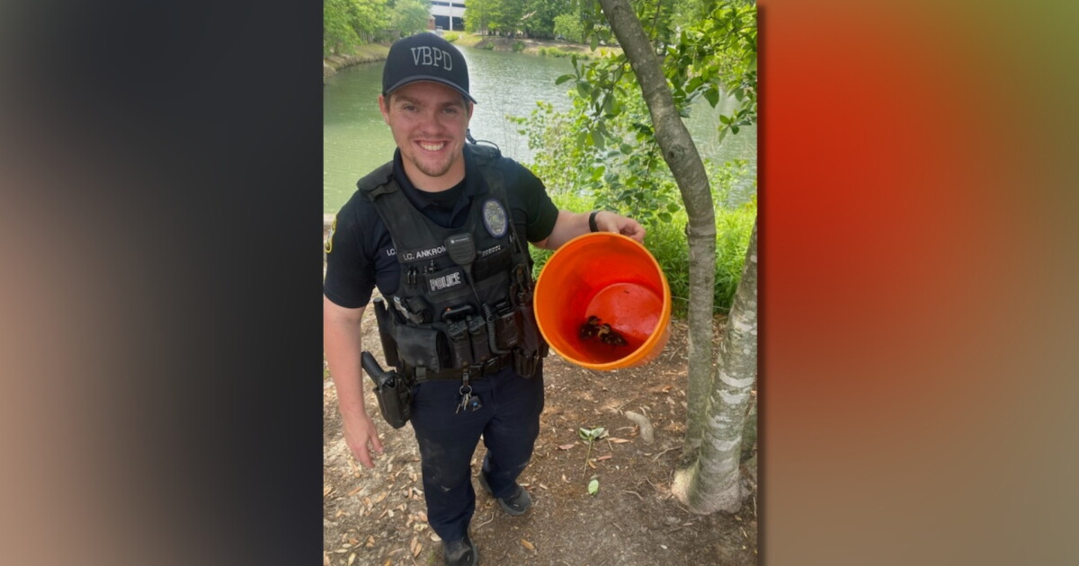 Virginia Beach police officers rescue ducklings from Town Center storm ...