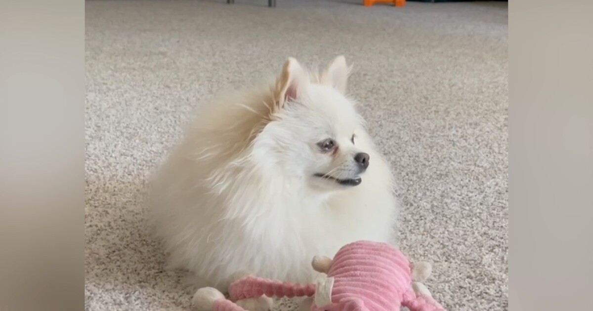 Colorado Springs woman pushes for stronger pet protection laws after dog's death