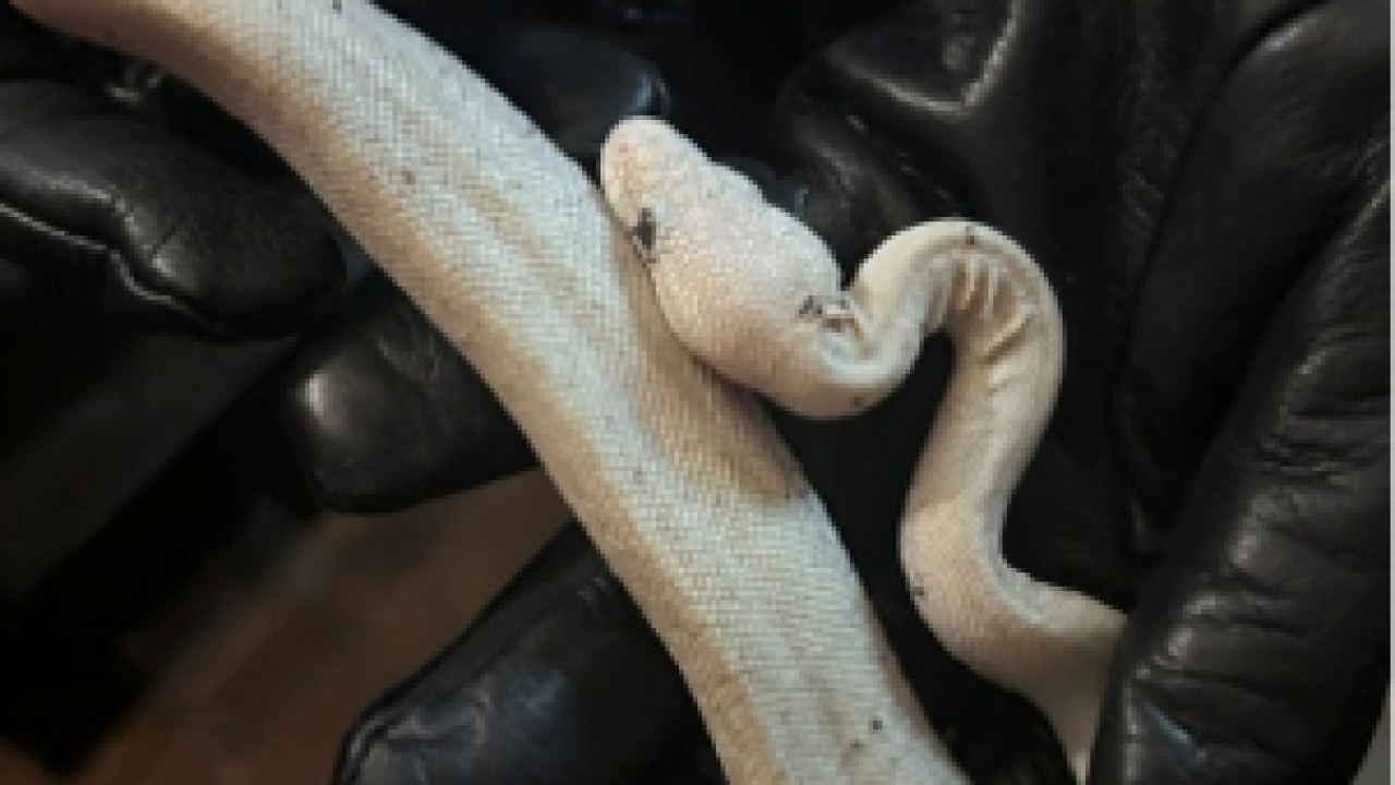 Stolen Snake.png