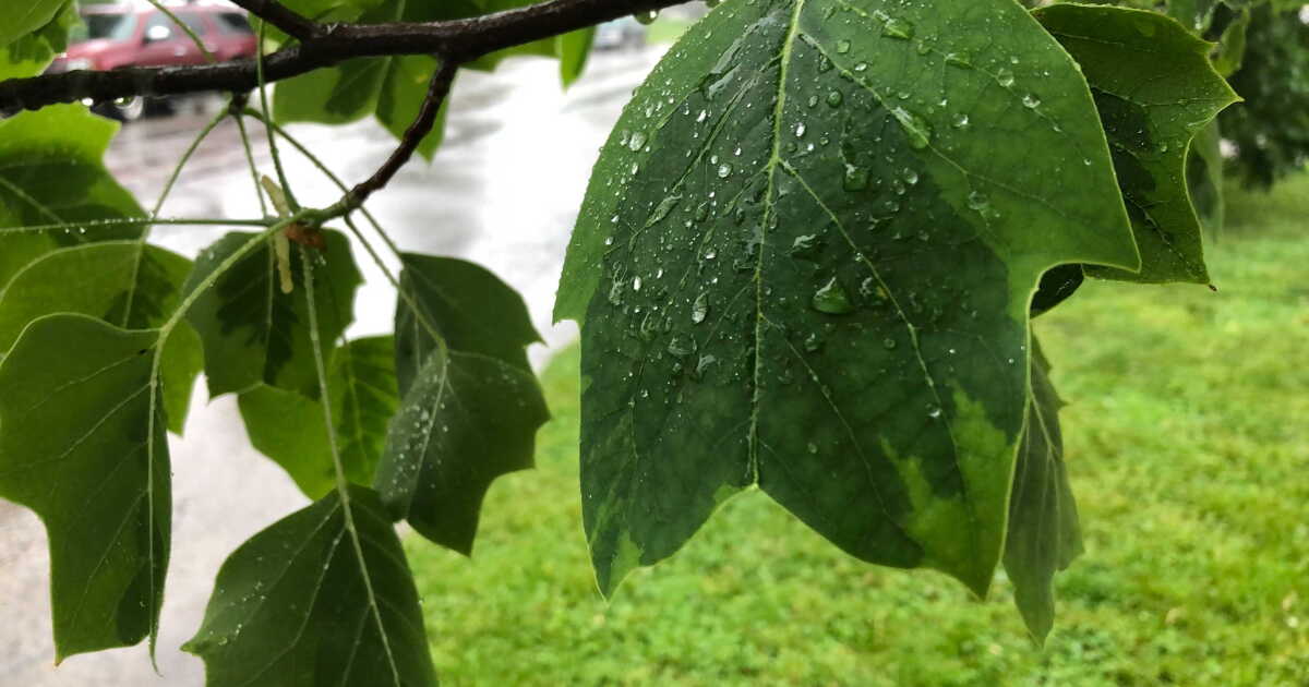 Cincinnati works to expand tree canopy to cool communities down - Vimarsana News