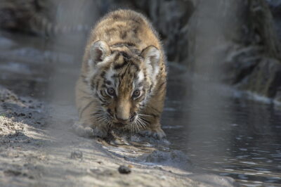 Russia Amur Tigers