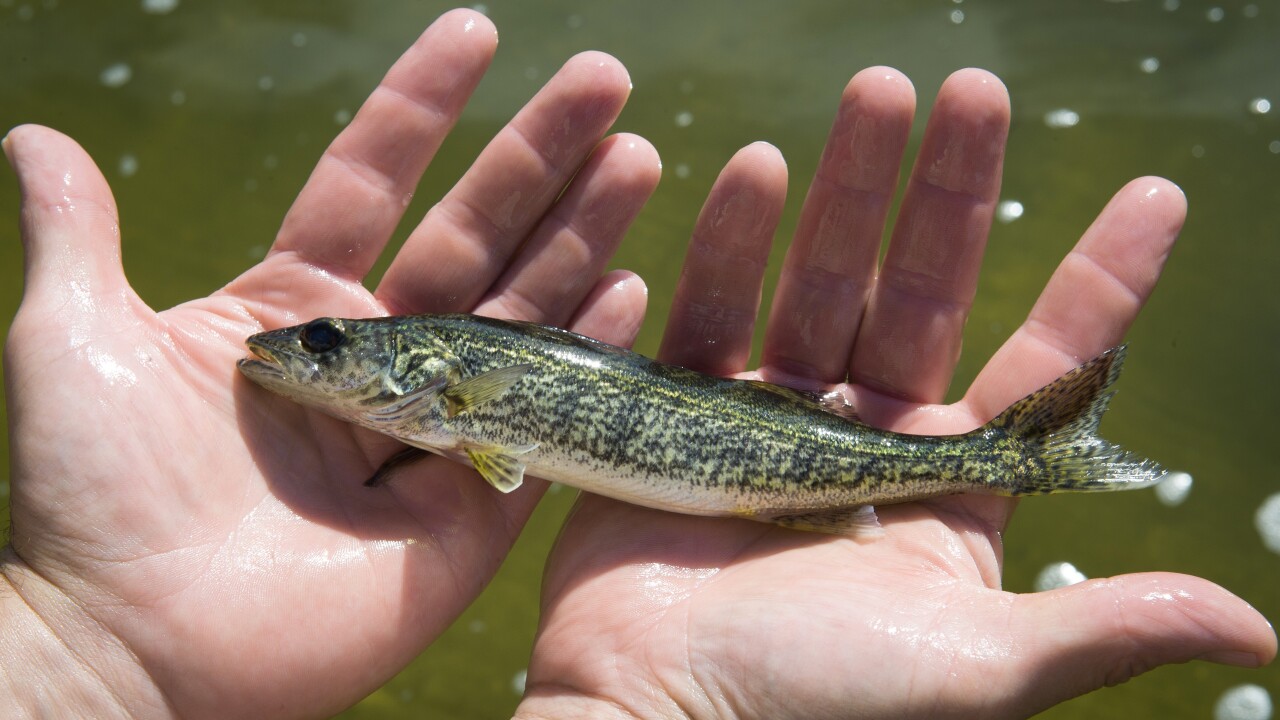 DSK542-229.jpg | Walleye Fingerling Walleye Pond Drawdown