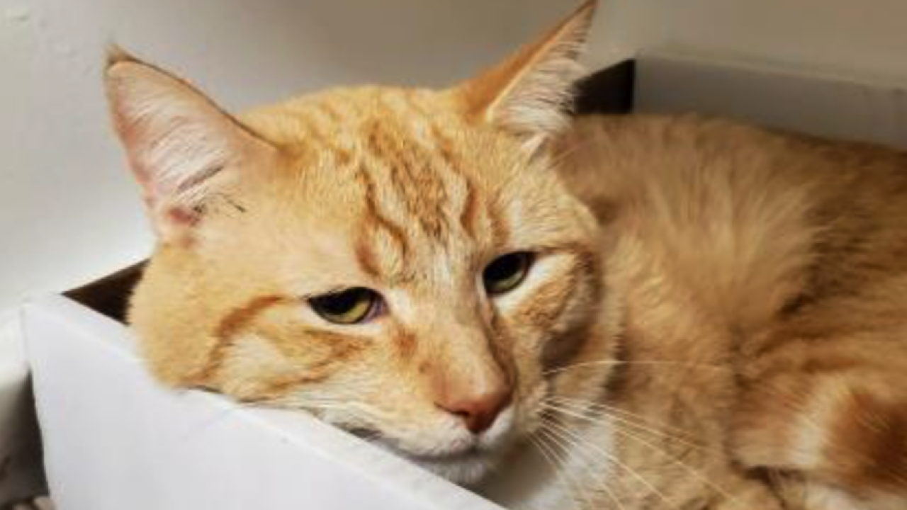 Orange cats Summit County Humane Society