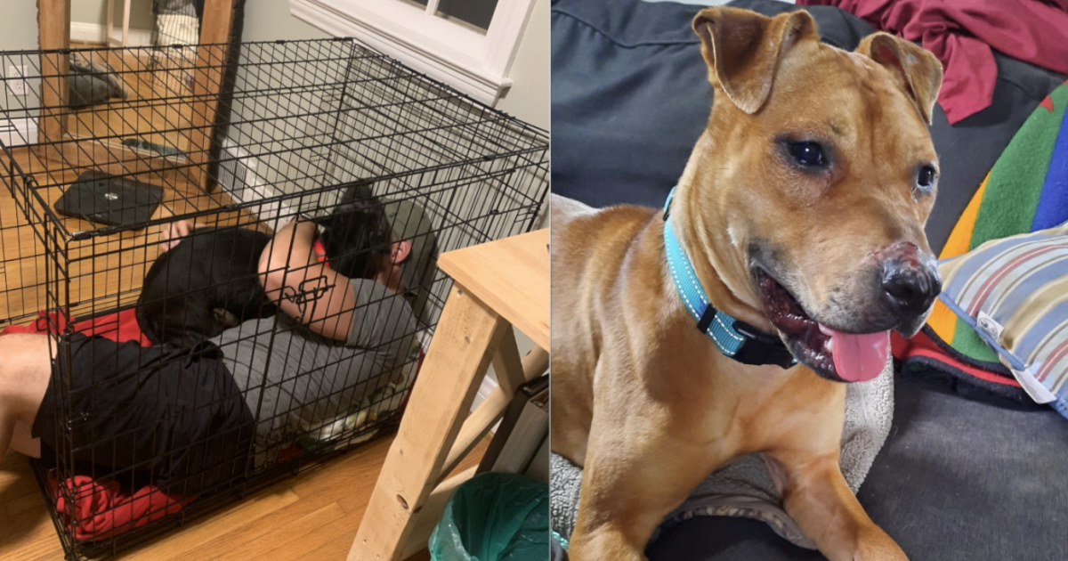 Local rescue More than 20 dogs saved from a stash house