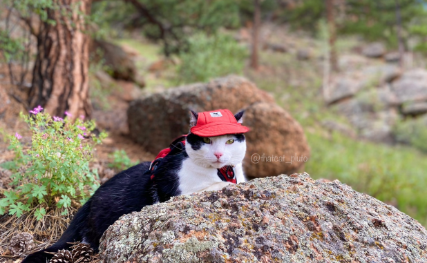 pluto judging you.png