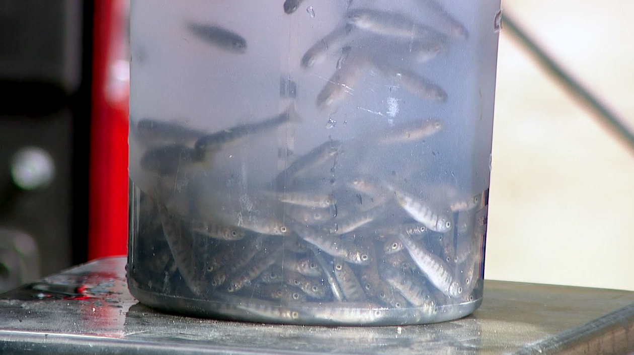 rainbow fish babies for poudre river release aug 23 2021