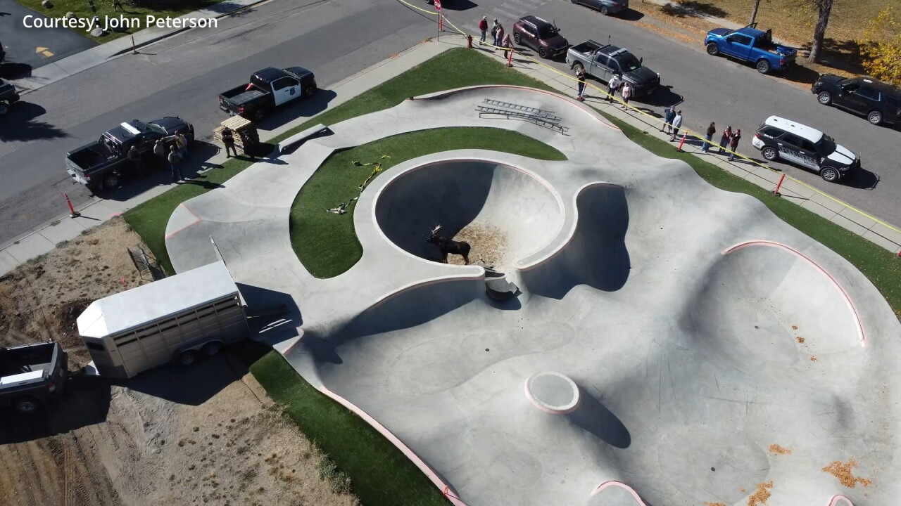 mooseskate5_2.8.1.jpg