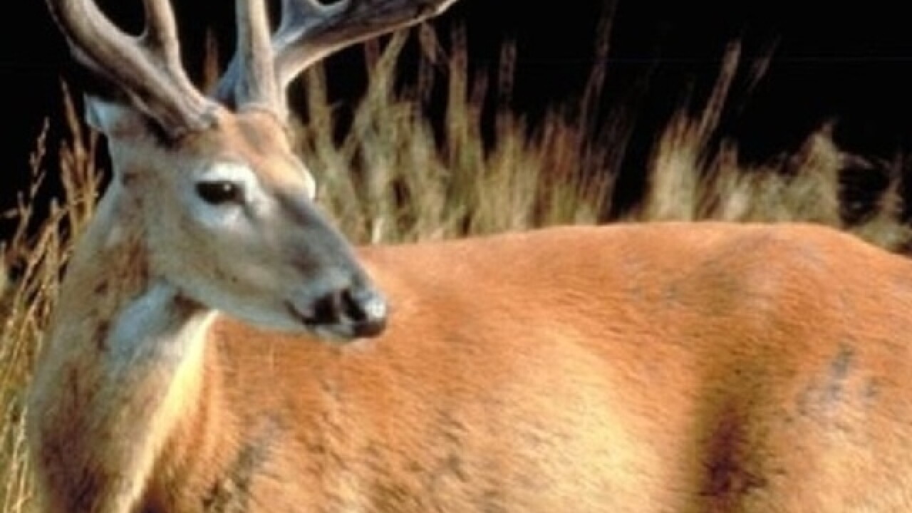 Deer causes serious motorcycle crash in Washington County