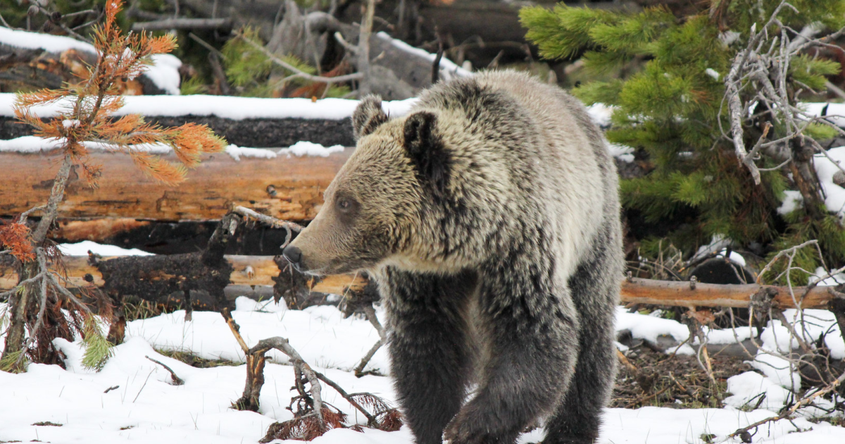 Investigation launched into grizzly bear killed in NW Montana - Vimarsana News