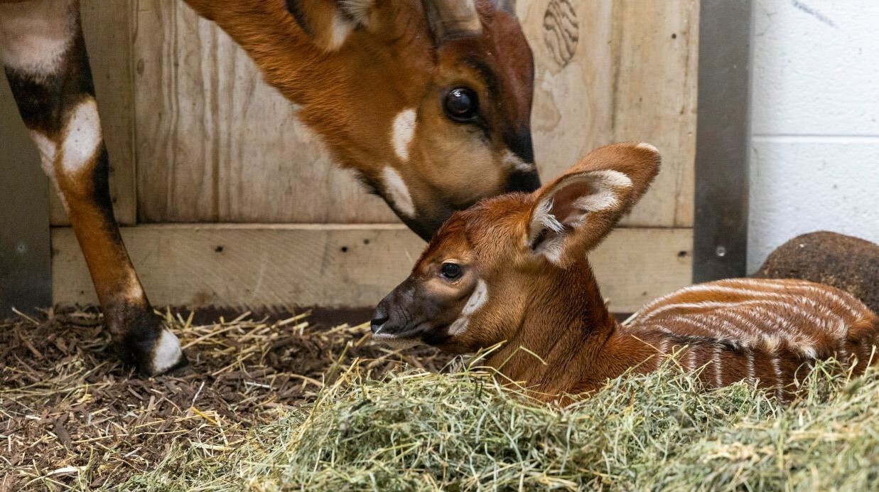 Chestnut - born July 23, 2024 at John Ball Zoo
