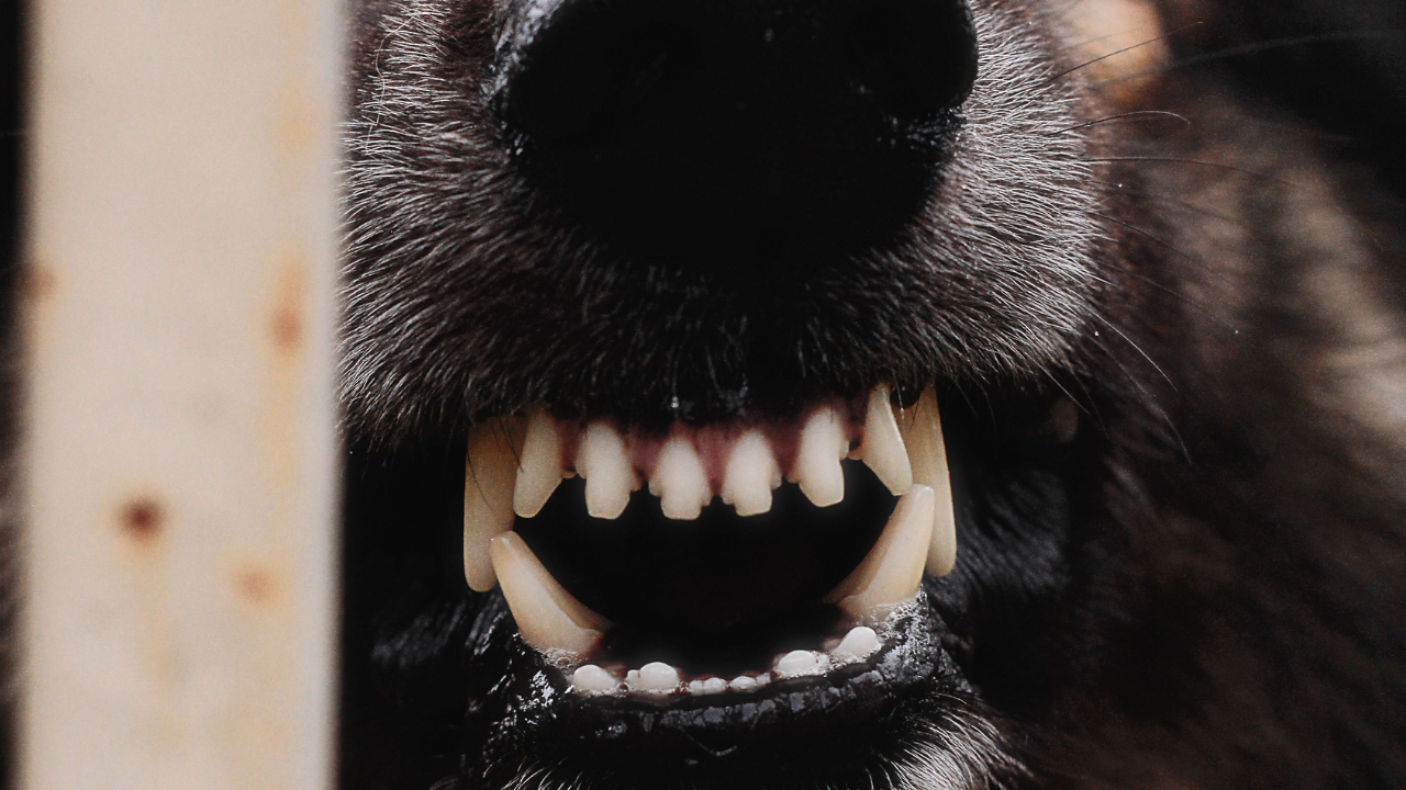 Angry Dog.png