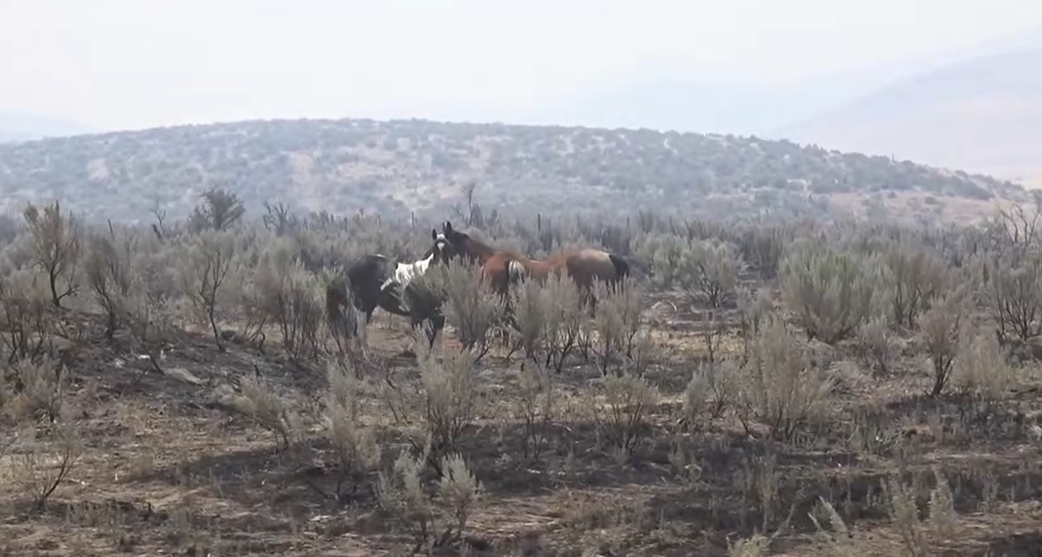 wildlife big grass fire