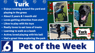 Pet of the Week Turk 