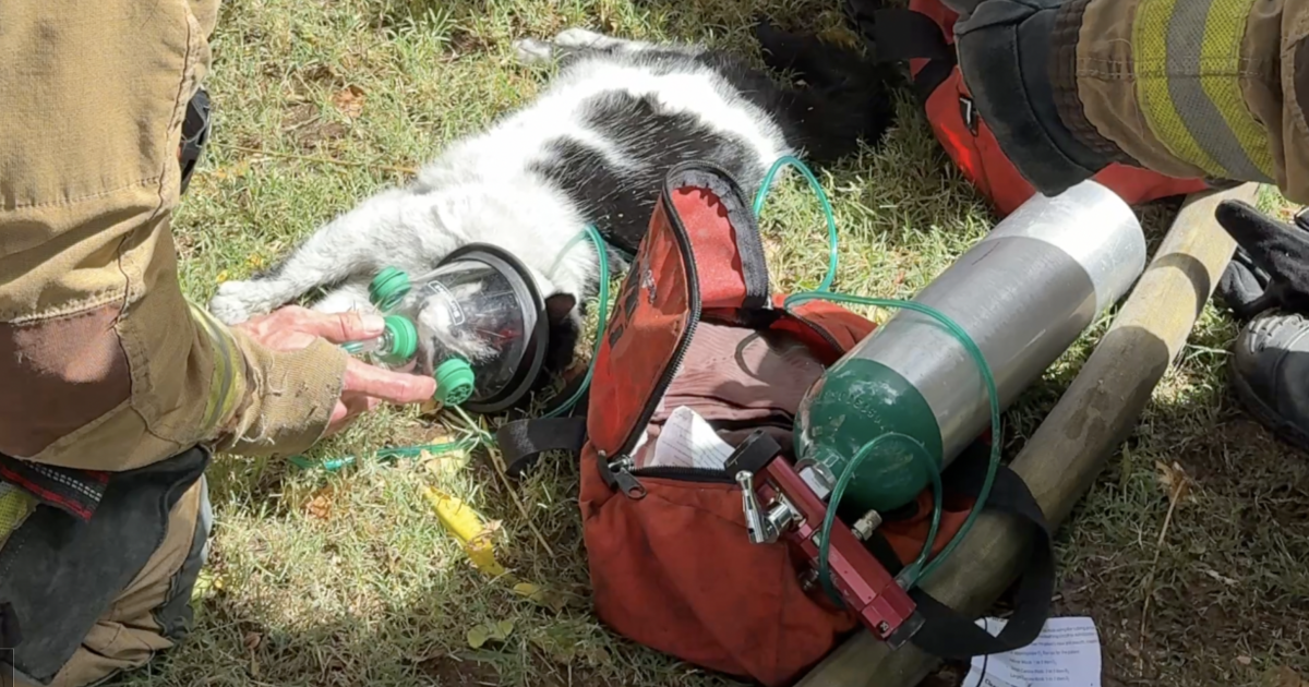 Phoenix firefighters save six pets from weekend house fire, three residents displaced