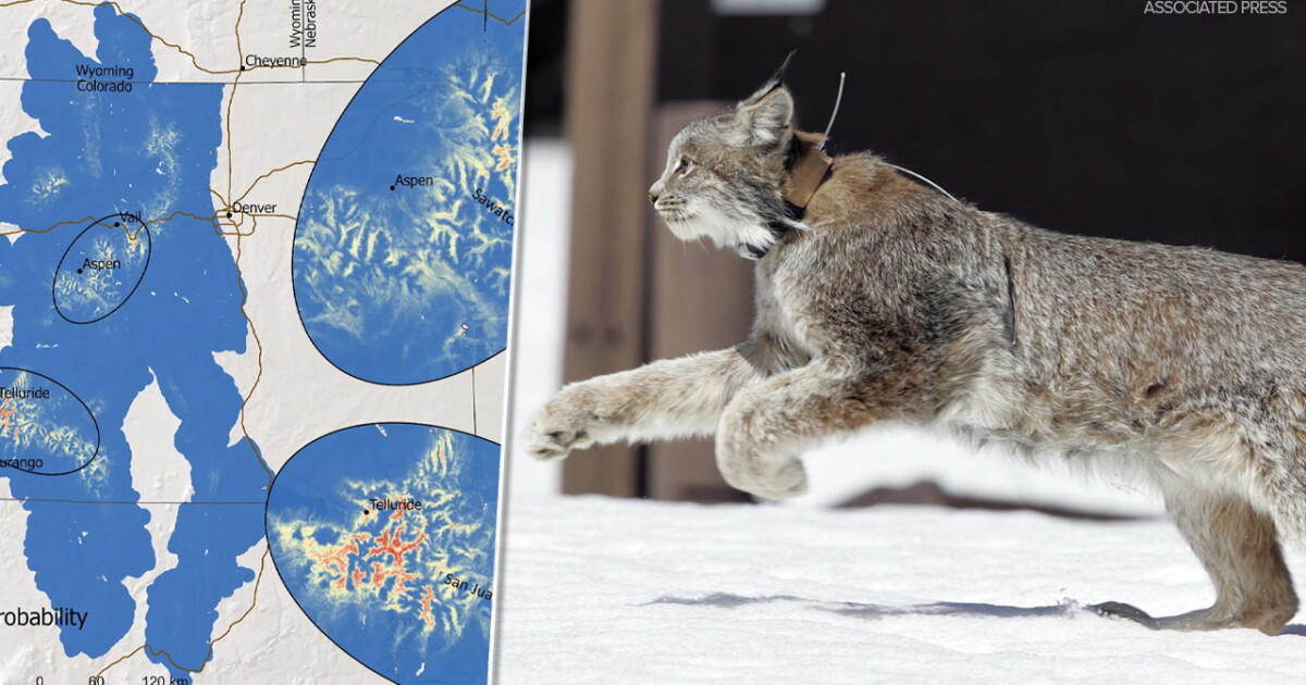 Lynx Colorada New habitat study reveals biggest challenges for Colorado's Canada lynx